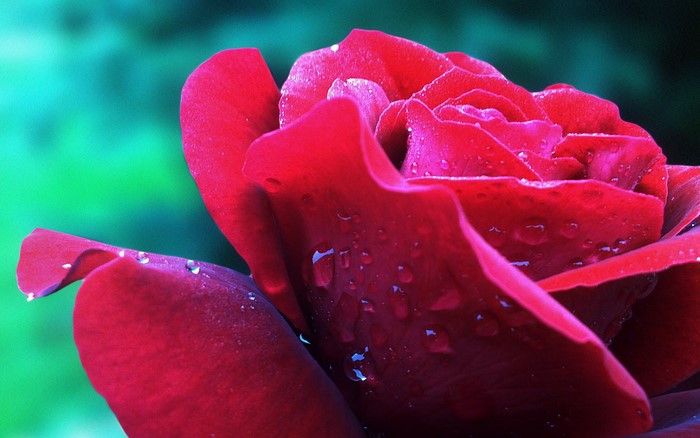 Red rose with water drops