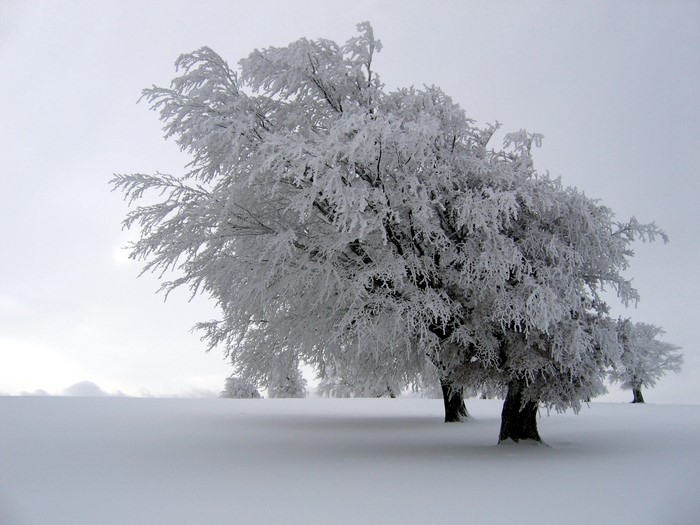 Trees covered in frost in a snowy landscape