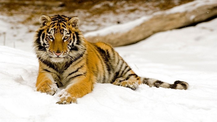 Tiger lying in the snow during winter