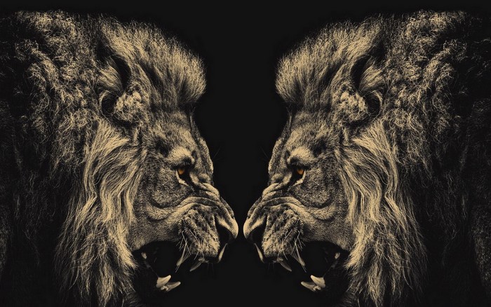 Two lions facing each other