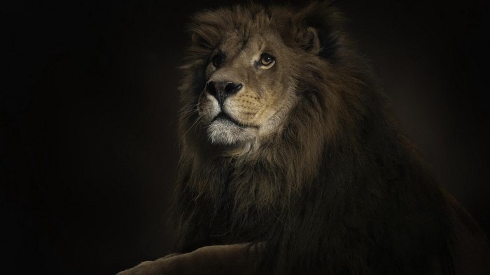 Lion with a dark background
