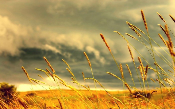 Wheat field under stormy sky