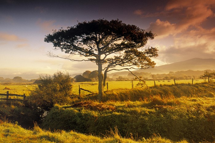 Tree in a field at sunset