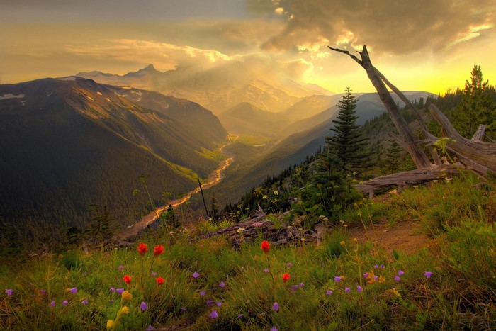 Mountain valley with wildflowers at sunrise