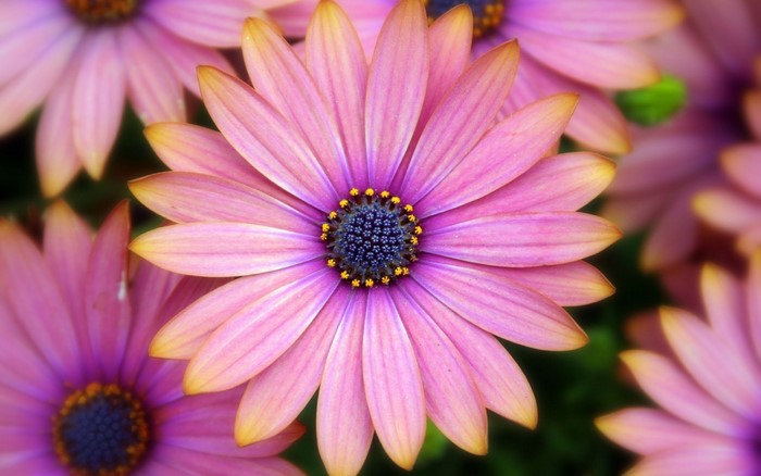 Pink and purple daisy flowers with yellow tips