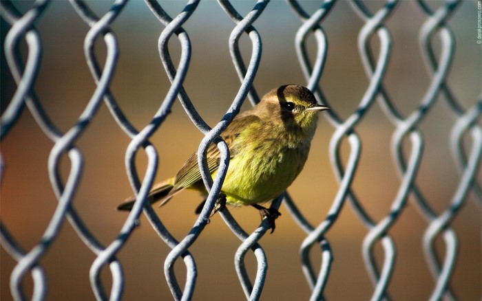 Bird on a chain-link fence