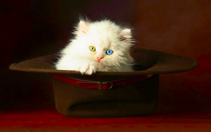 White kitten with heterochromia in a hat