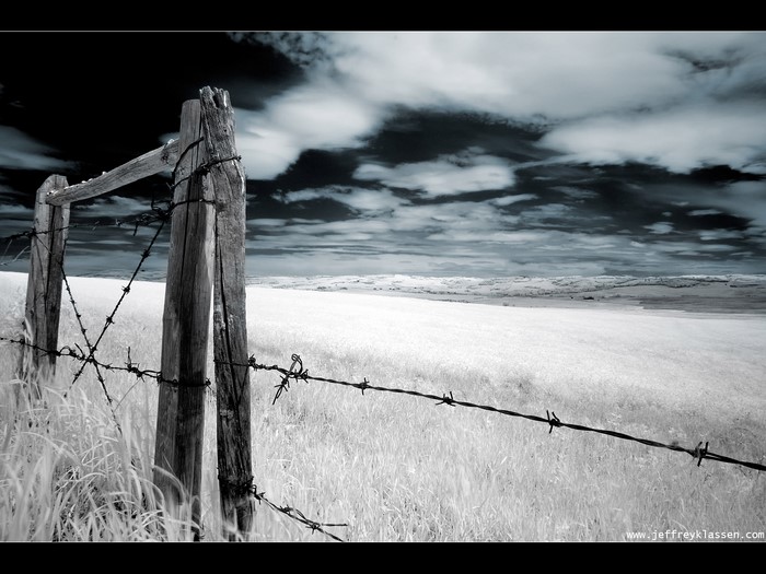 Old barbed wire fence in a field