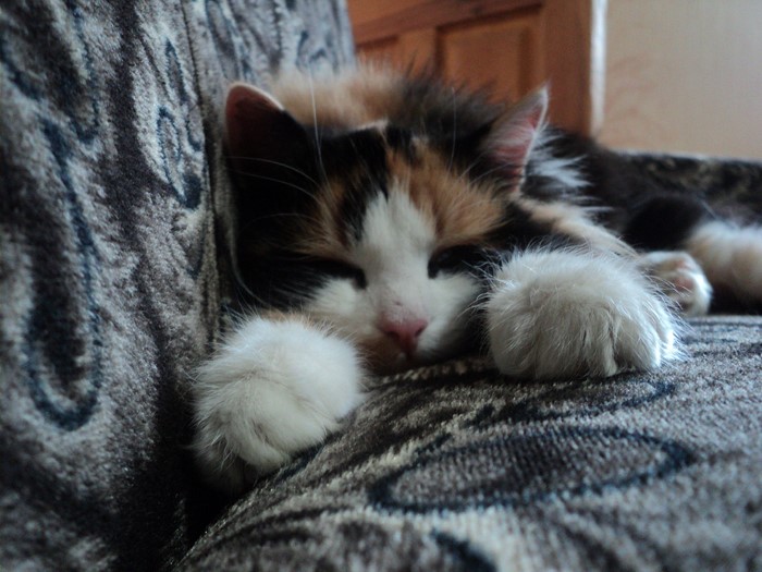 Calico kitten sleeping on a patterned couch