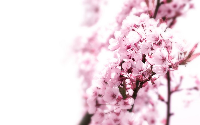 Pink cherry blossoms on a branch