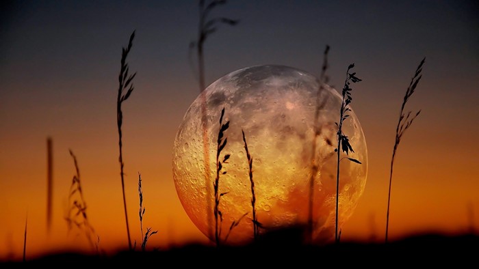 Moon and grass during sunset