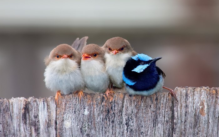 Four birds perched on a wooden fence