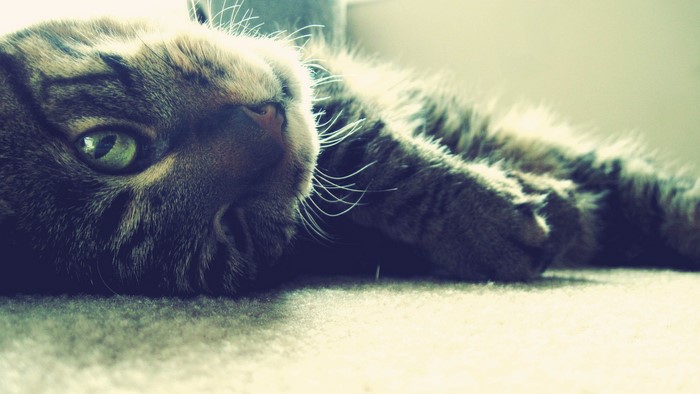 Close-up of a tabby cat lying down