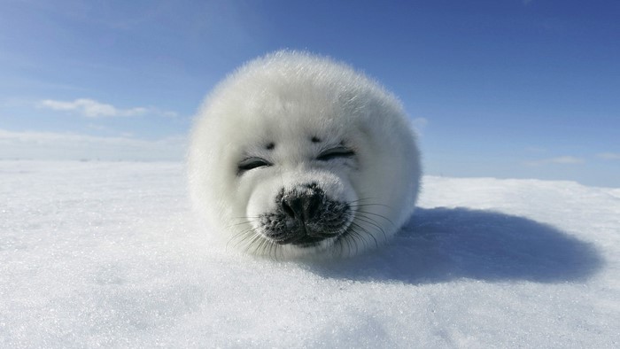 Harp seal pup on ice under blue sky