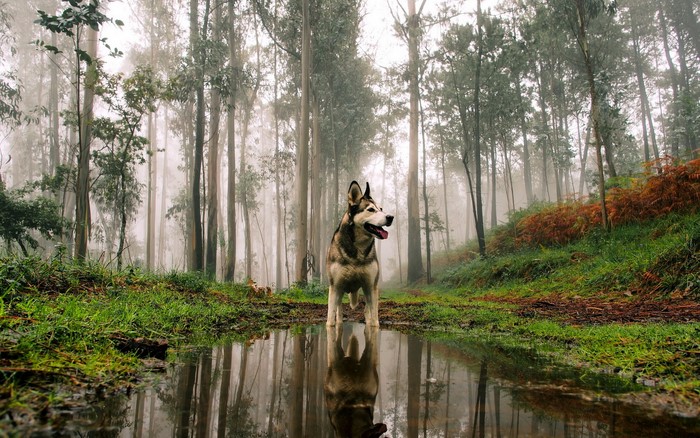 Husky dog in a foggy forest with reflection
