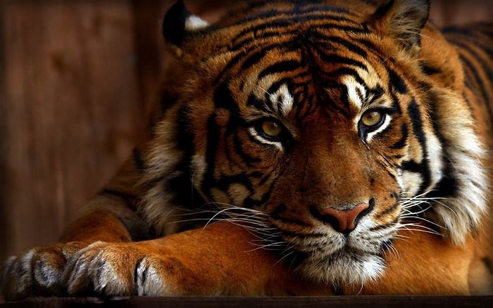 Tiger resting