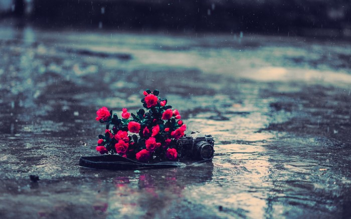 Red flowers and camera on wet ground in rain