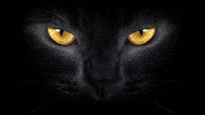 Close-up of a black cat's face with yellow eyes