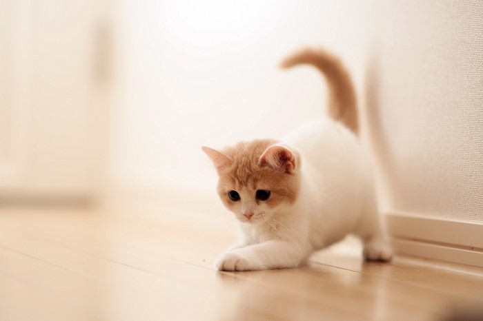 Cute orange and white kitten playing on wooden floor
