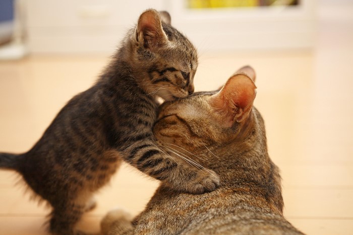 Kitten nuzzles adult cat