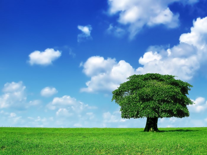 Tree in a green field under a blue sky with clouds