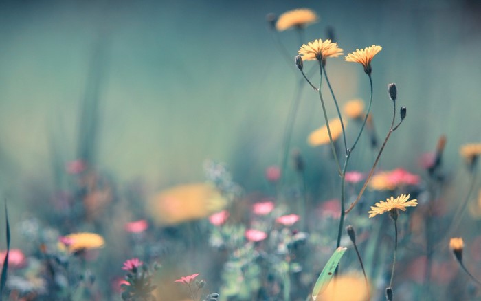 Yellow wildflowers in a meadow