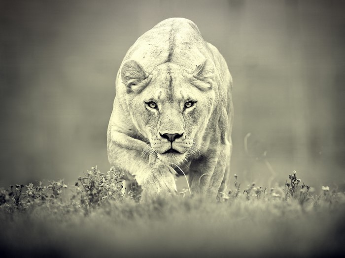 Lion walking through grass