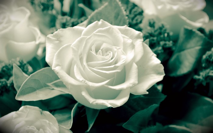 White Rose in a Bouquet