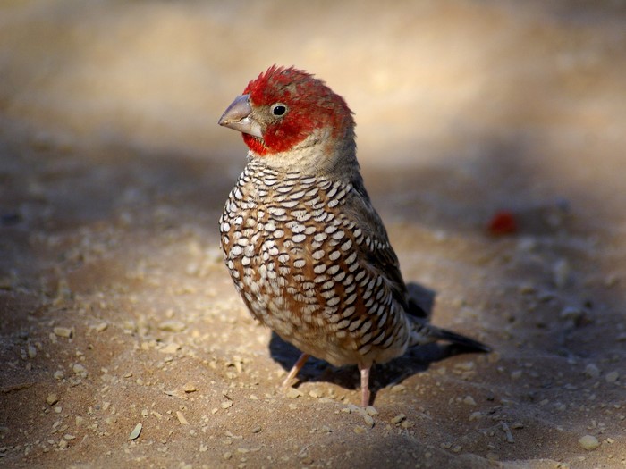 Red-headed Finch bird on sandy ground