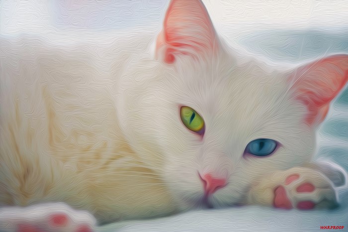 White cat with heterochromia lying down