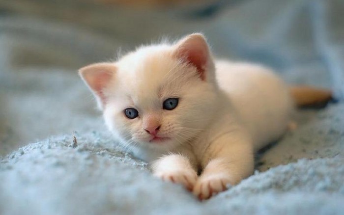 White kitten with blue eyes on a blue blanket