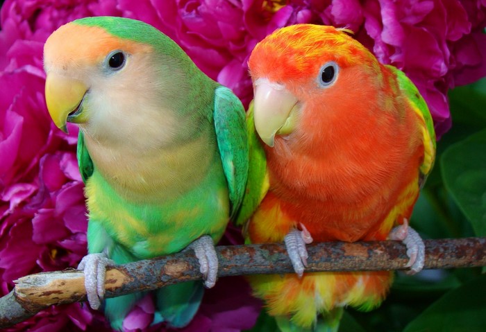 Two lovebirds perched on a branch with pink flowers