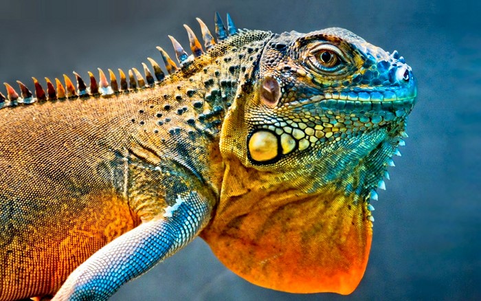 Colorful Iguana Lizard Close-up