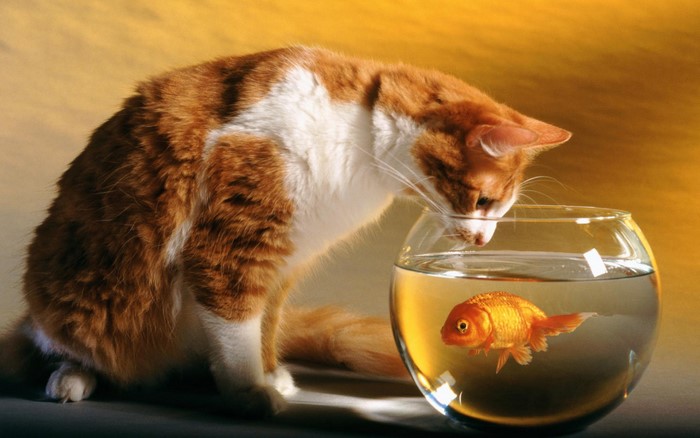 Orange and white cat looking at a goldfish in a bowl