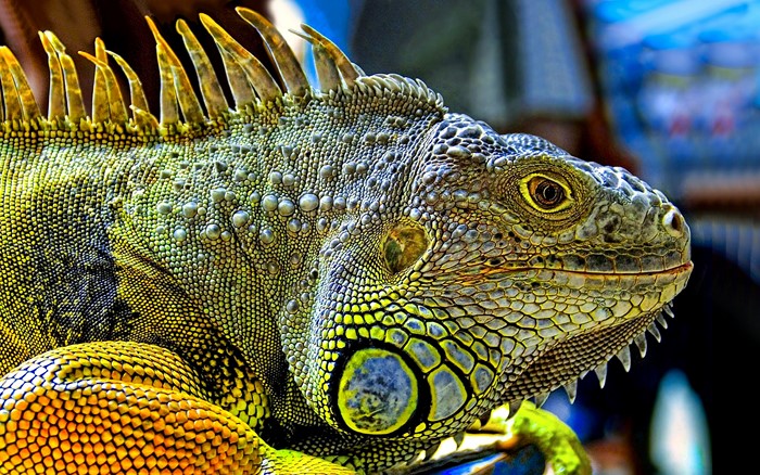 Close-up of a colorful iguana lizard