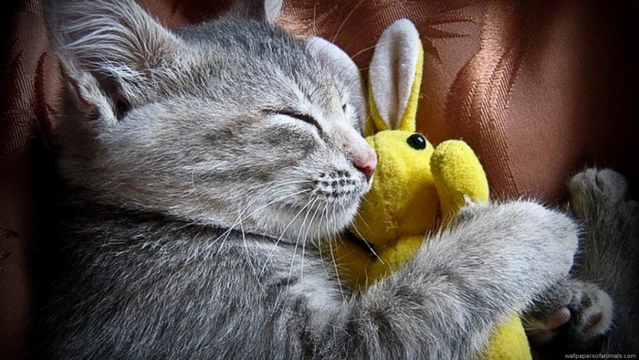 Gray kitten sleeping with a yellow bunny toy