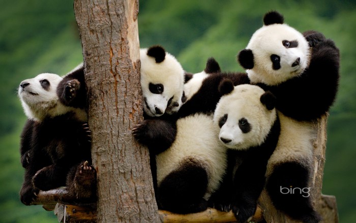 Group of pandas on a tree trunk