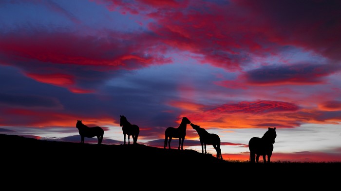 Horses silhouetted against a dramatic sunset sky