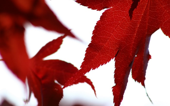 Red maple leaves in fall