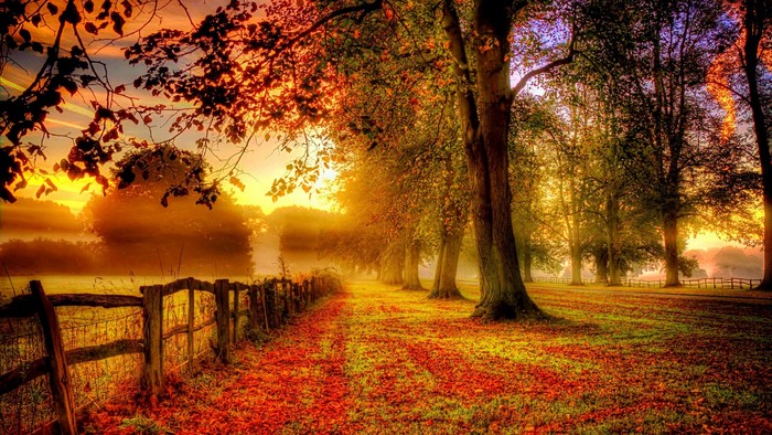 Autumnal landscape with trees and fence at sunrise