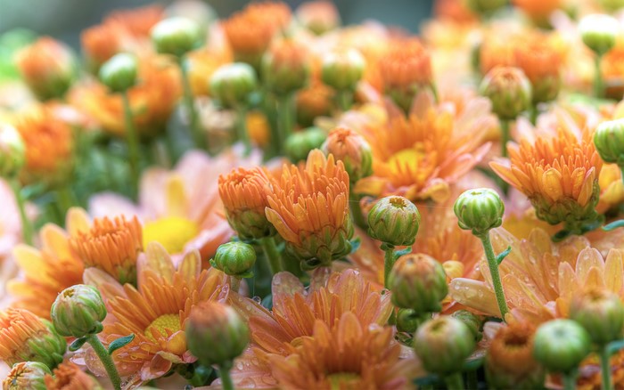 Orange Chrysanthemums and Buds