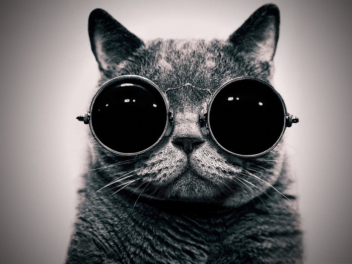 Close-up of a cat wearing round sunglasses
