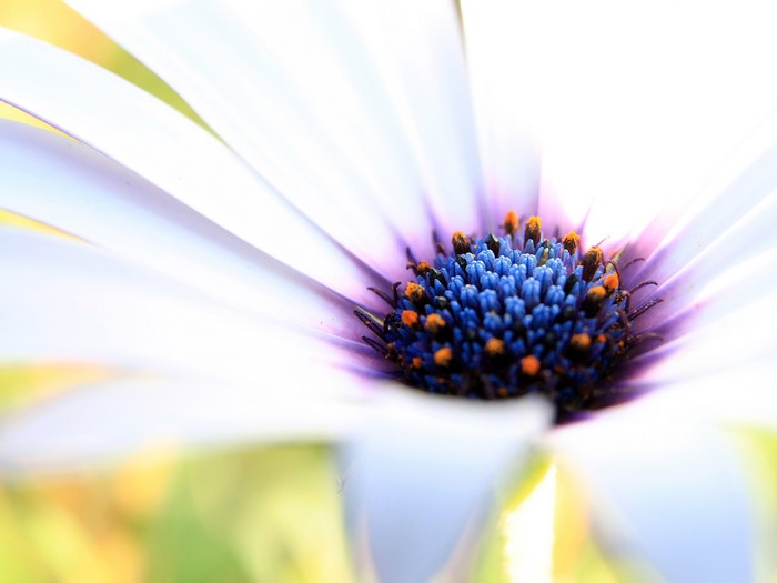 Close-up of a white daisy with a blue center