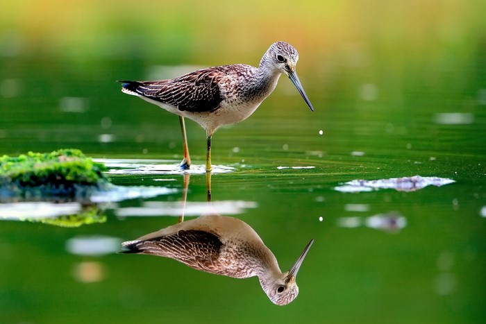 Bird reflected in green water