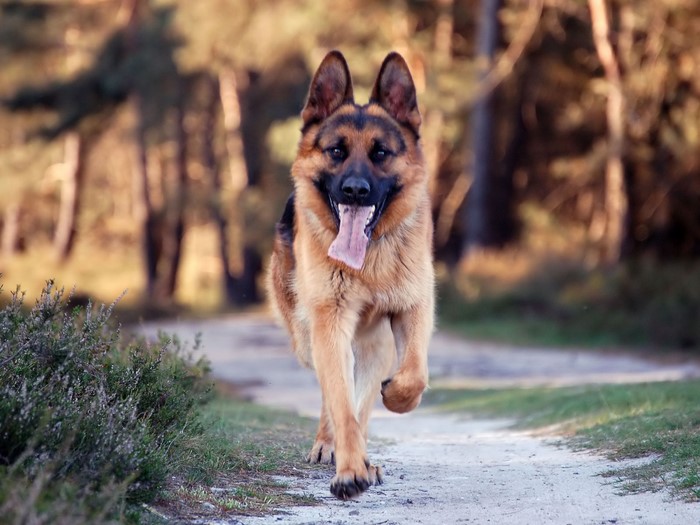 German Shepherd dog running on a path