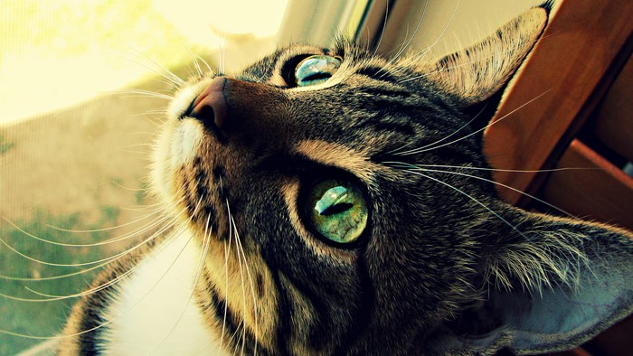 Close-up of a Tabby Cat with Green Eyes