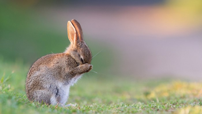 A cute bunny grooming itself on grass