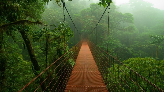 Suspension bridge over a misty rainforest