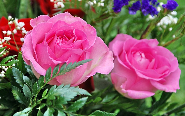 Pink Roses and Greenery