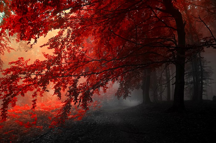 Red leaves in a foggy forest during fall